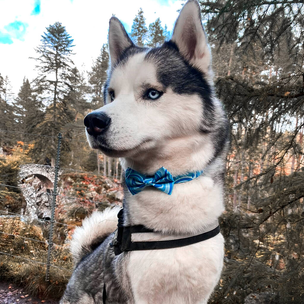 husky wearing blue dog bow tie on a blue adjustable dog collar