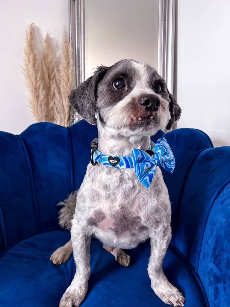 lhasa apso wearing blue adjustable dog collar and matching blue dog bow tie