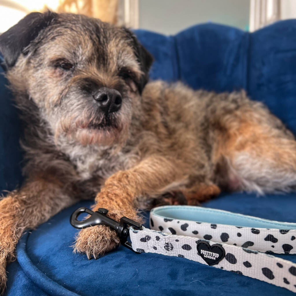 blue dalmatian print dog lead lay next to border terrier dog