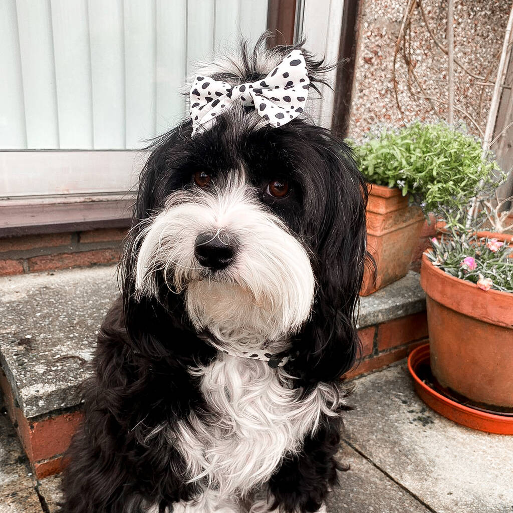 dalmatian print dog hair bow being worn by a tibetan terrier