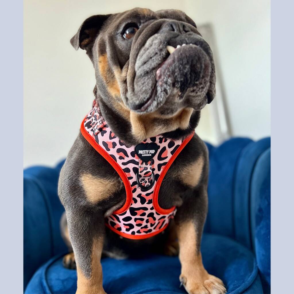 english bulldog wearing orange leopard print adjustable dog harness