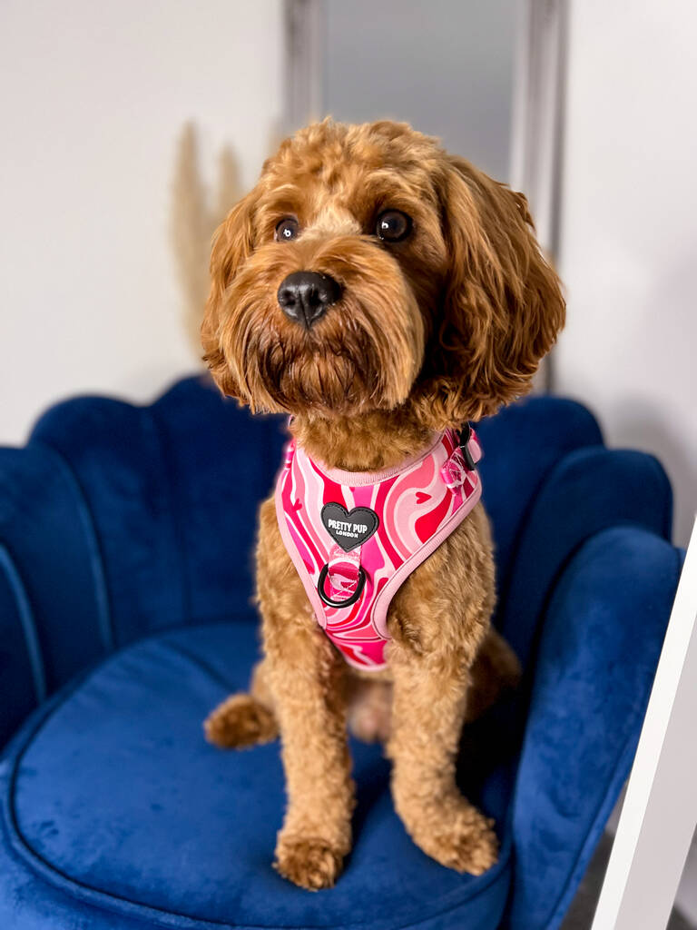 cavapoo wearing pink adjustable dog harness