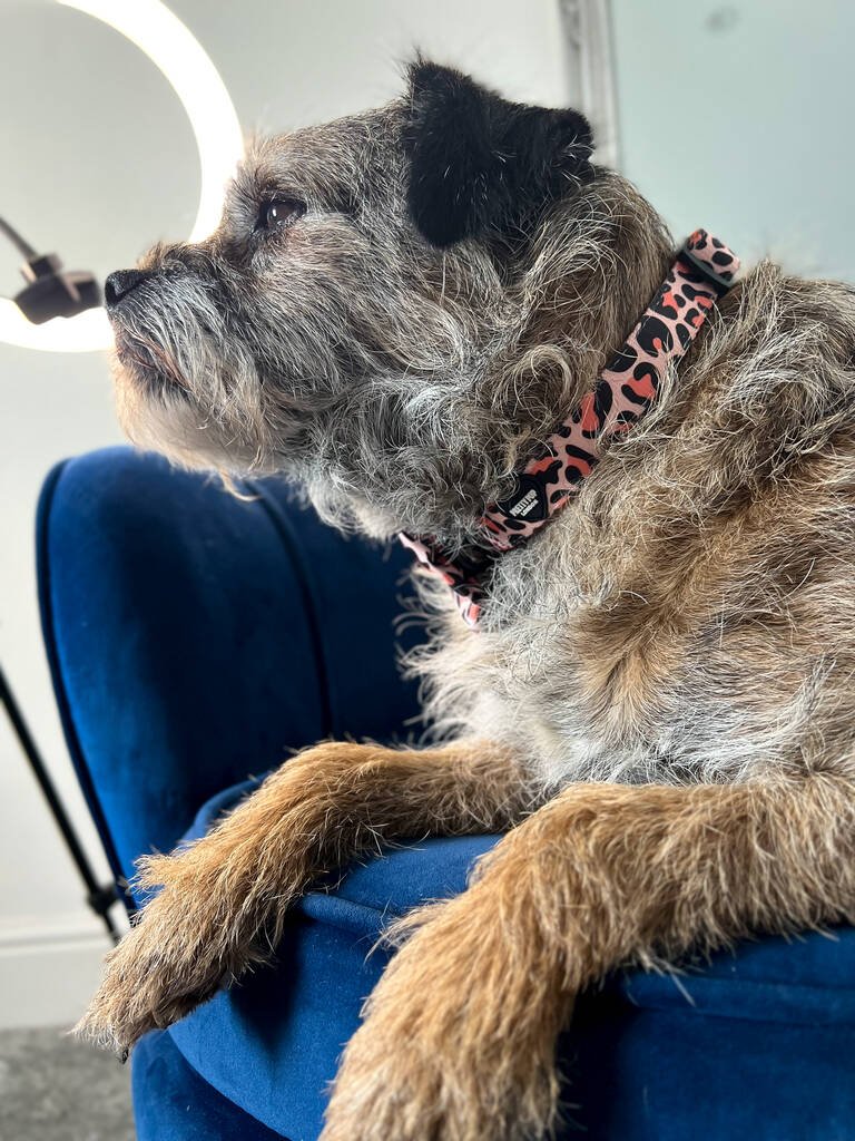 orange dog collar being worn by border terrier