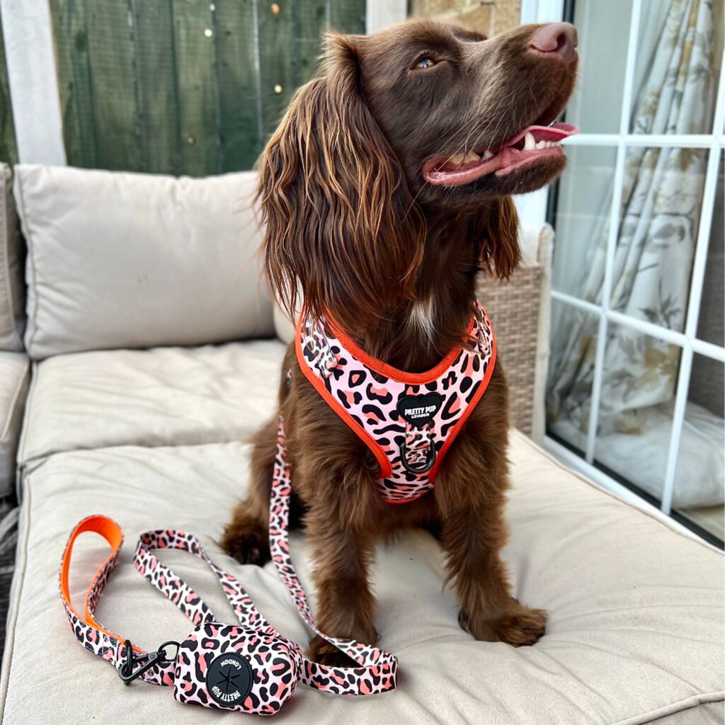 Leopard Print Dog Lead Orange