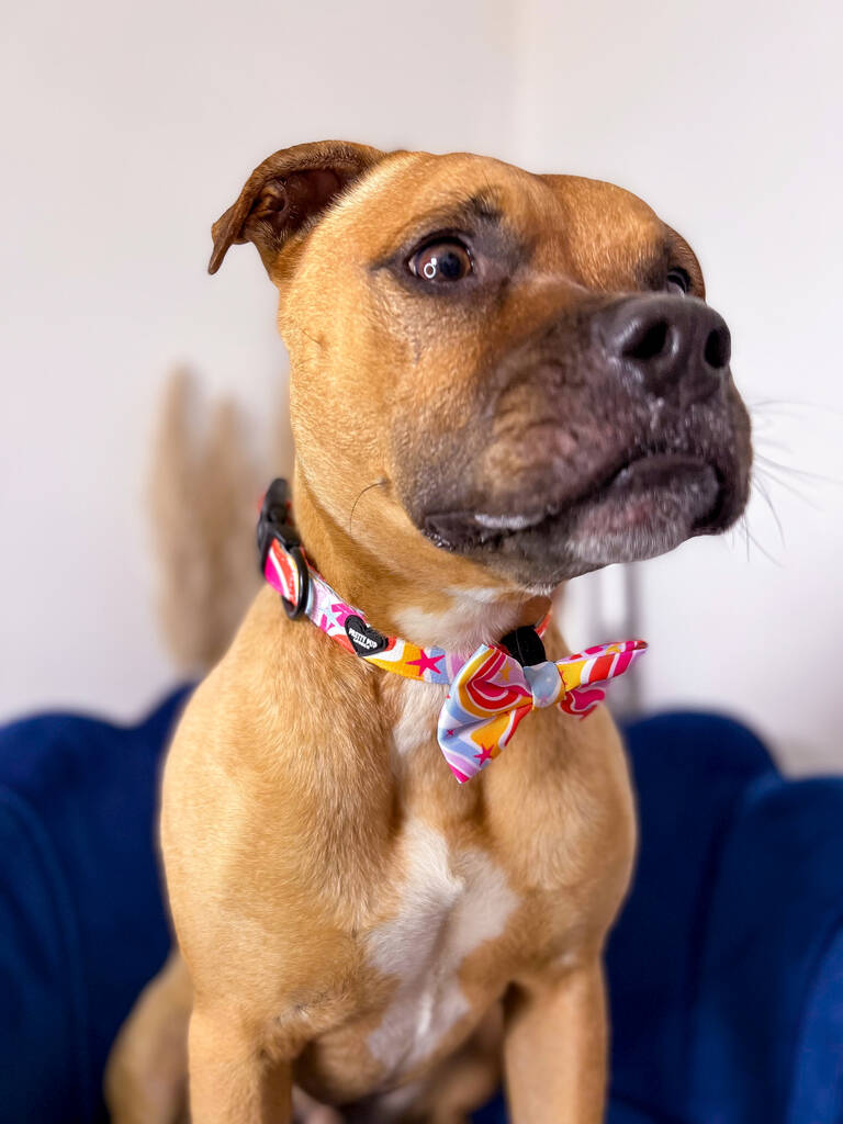 staffie dog wearing rainbow adjustable dog collar and matching rainbow dog bow tie