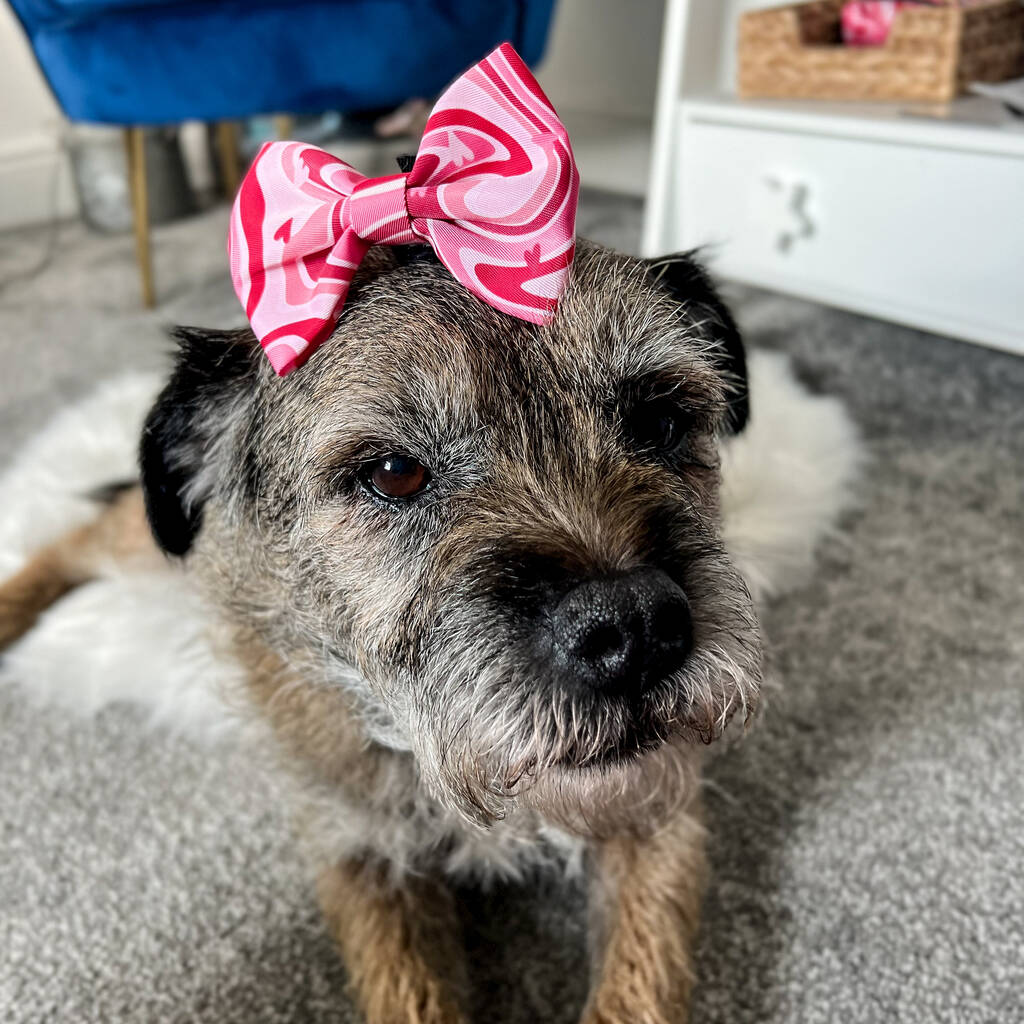 pink dog bow worn by a border terrier on its head