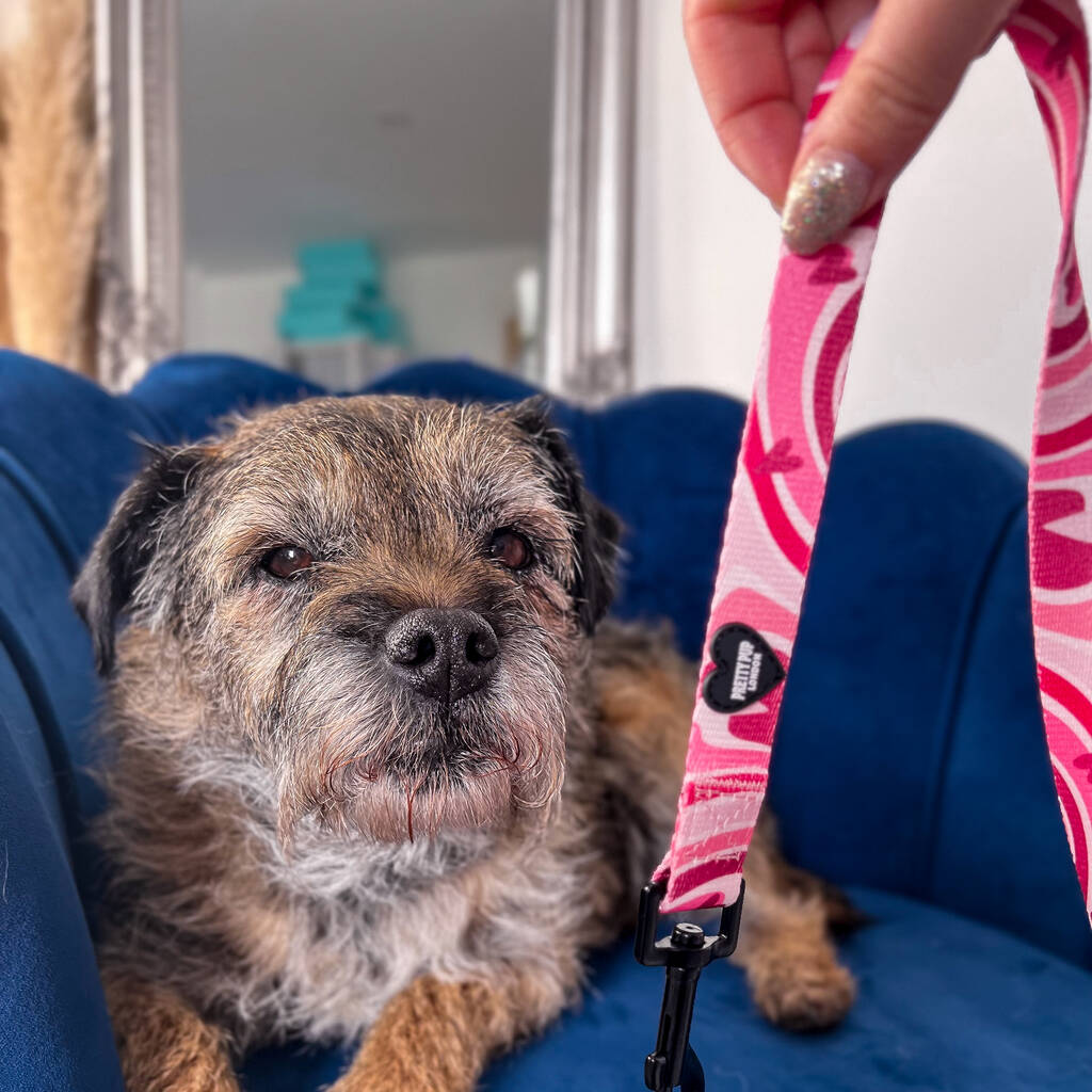 pink designer dog lead dangling in front of border terrier dog