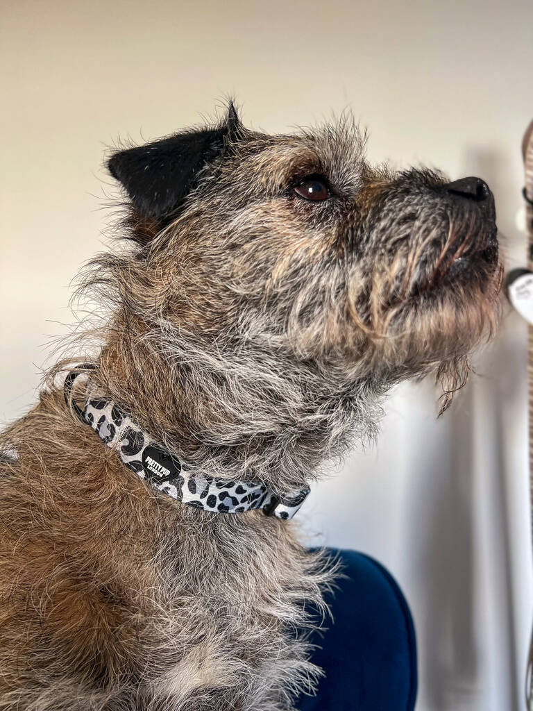 border terrier wearing leopard print dog collar