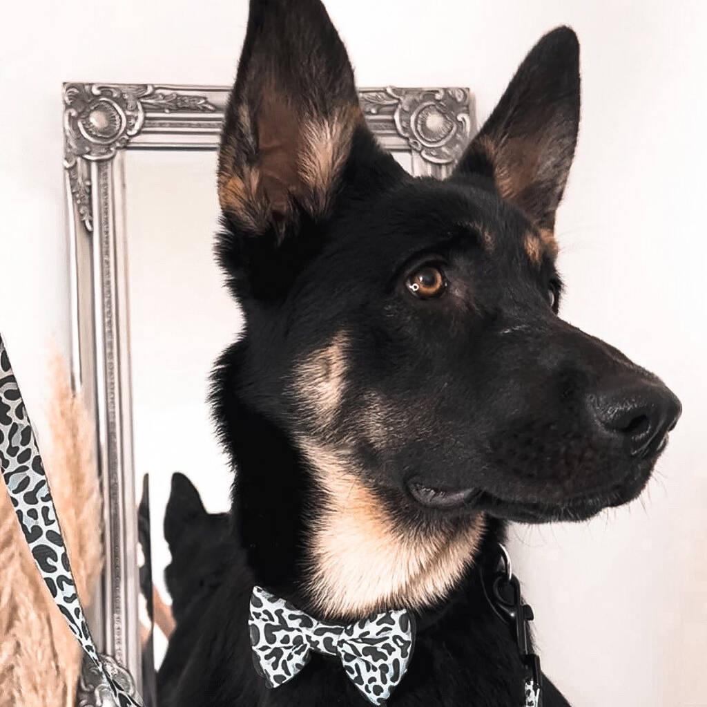 leopard print dog bow tie being worn by german shepherd dog