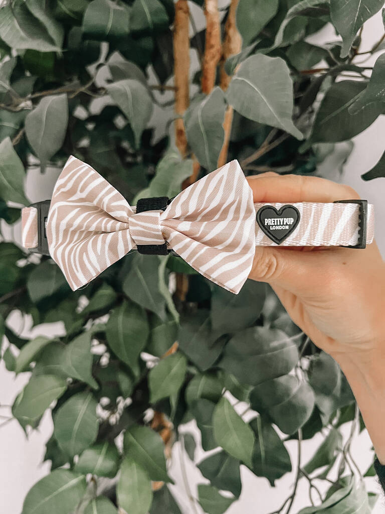 beige zebra print dog bow tie collar held up for a photo