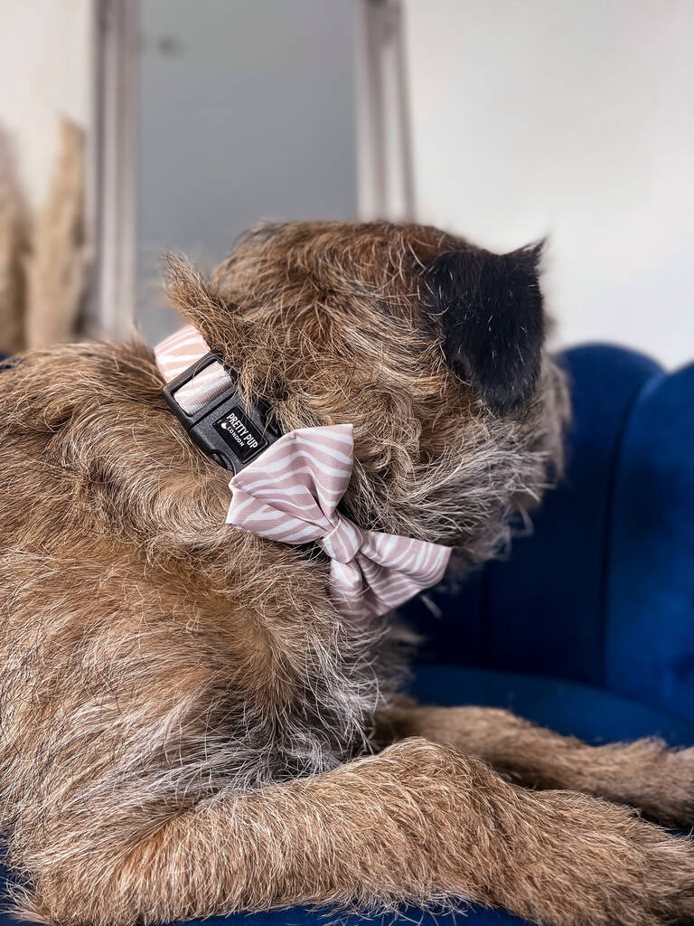 beige zebra print collar and bow worn by border terrier