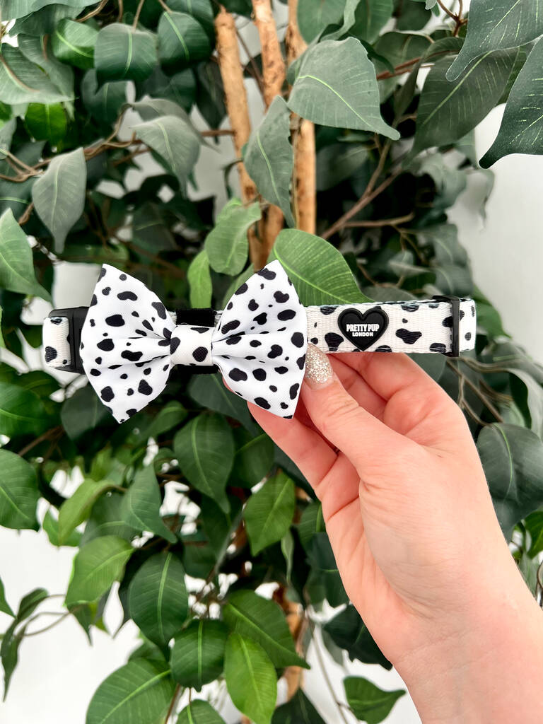 dalmatian print adjustable dog collar being held up in front of green plant