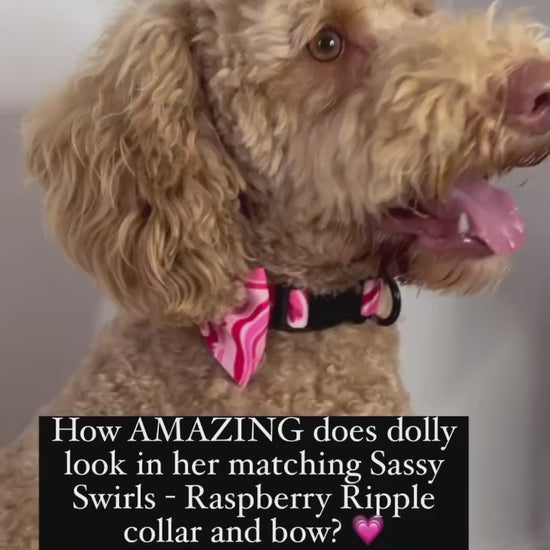 golden doodle wearing pink dog bow tie collar at the nape of its neck