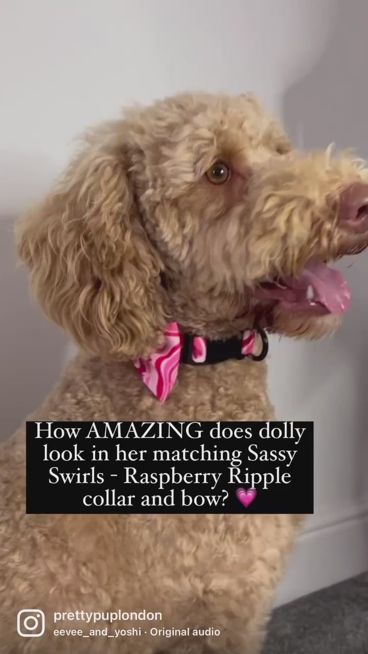 golden doodle wearing pink dog bow tie collar at the nape of its neck