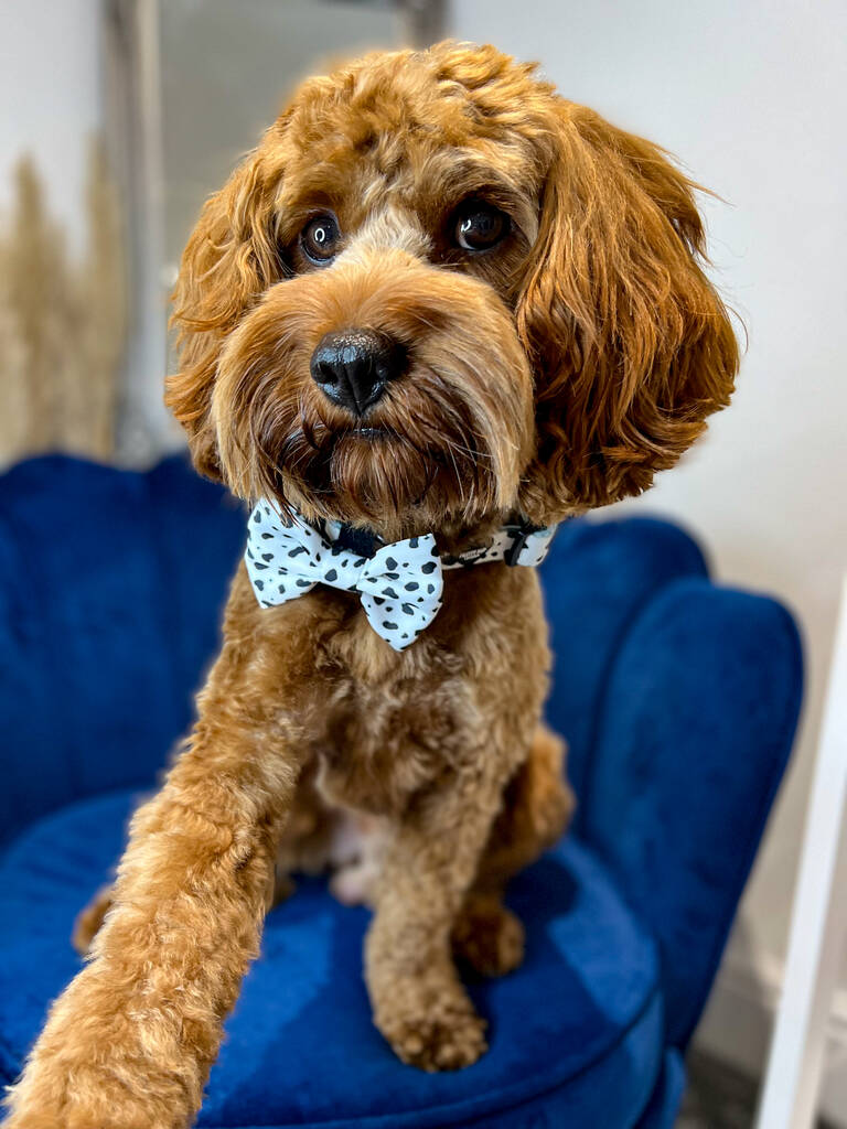 cavapoo wearing dalmatian print bow tie whilst giving paw