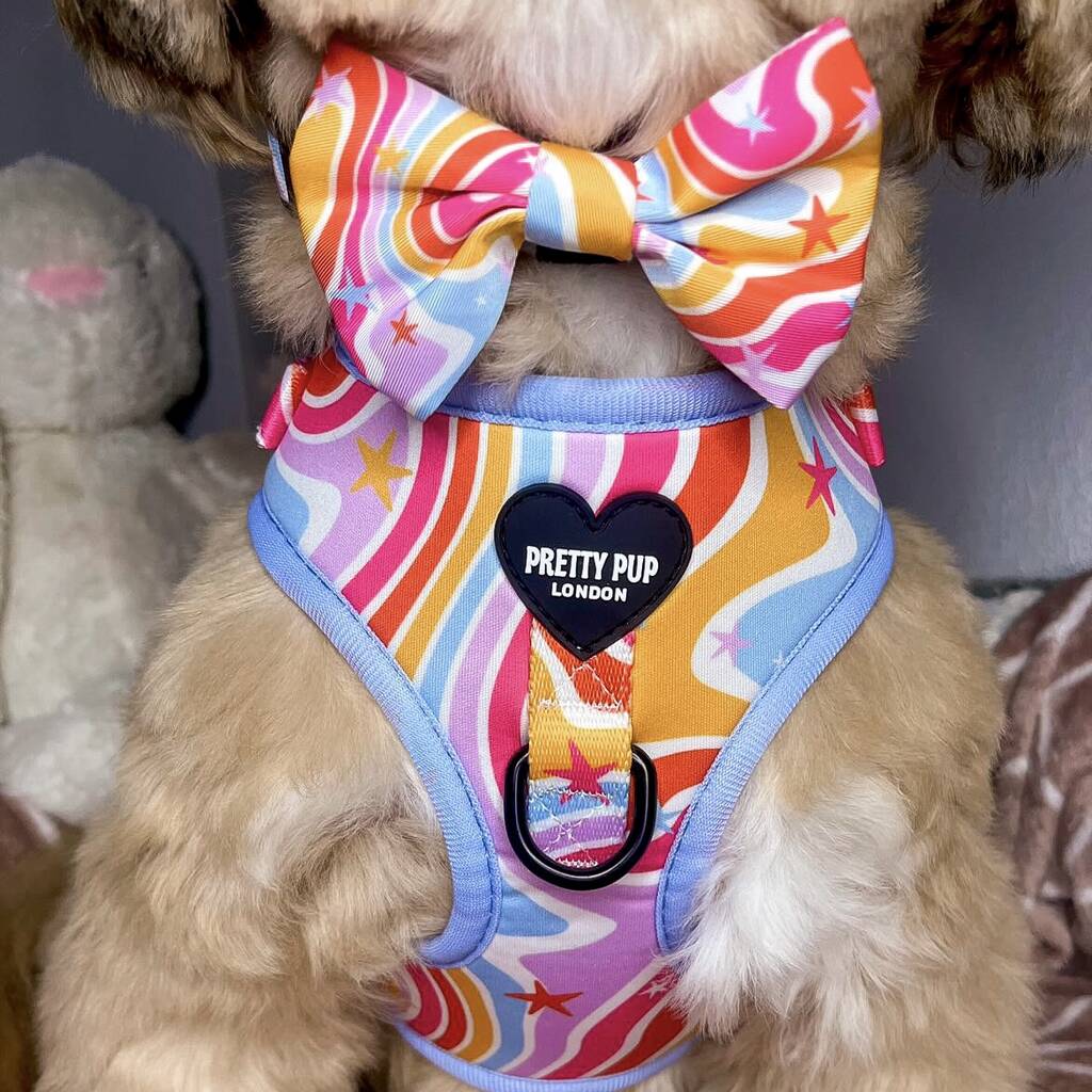 rainbow dog bow tie collar and harness being worn by shih tzu dog