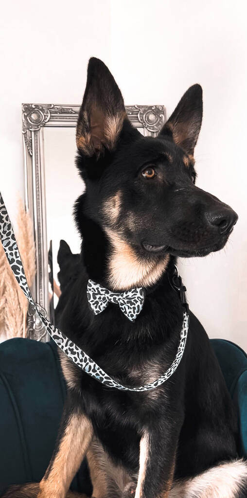 grey leopard print dog lead clipped onto german shepherd dog