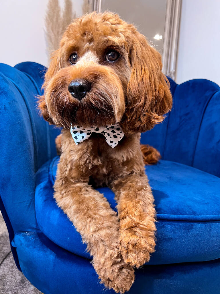 cavapoo wearing dalmatian print dog bow tie and posing for the camera