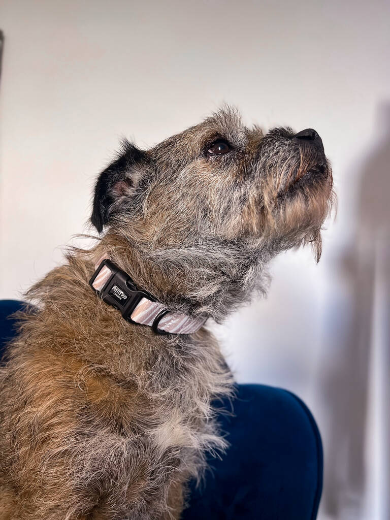 zebra print beige dog collar