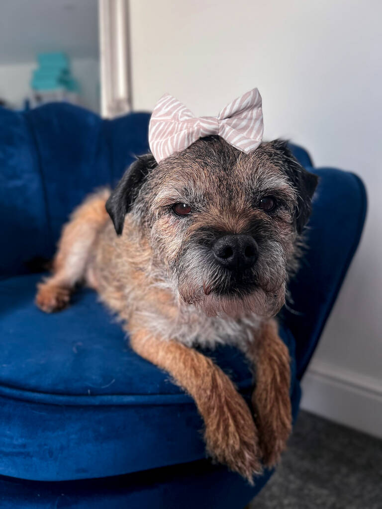 border terrier wearing a beige zebra dog bow