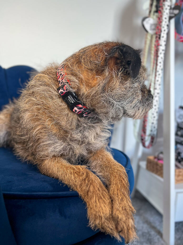 border terrier looking away whilst wearing an orange leopard print dog collar