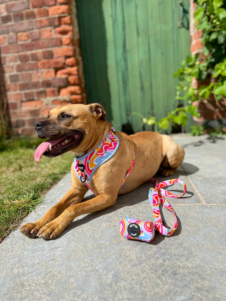 staffordshire bull terrier laying down with rainbow dog lead and matching dog poo bag dispenser