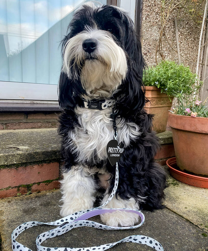 dalmatian print adjustable dog collar being worn by tibetan terrier