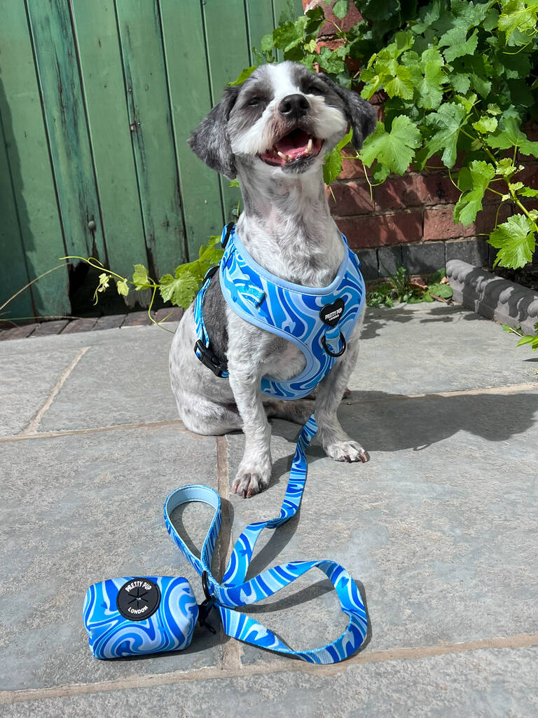 smiling lhasa apso with blue dog lead and dog poo bag dispenser clipped on