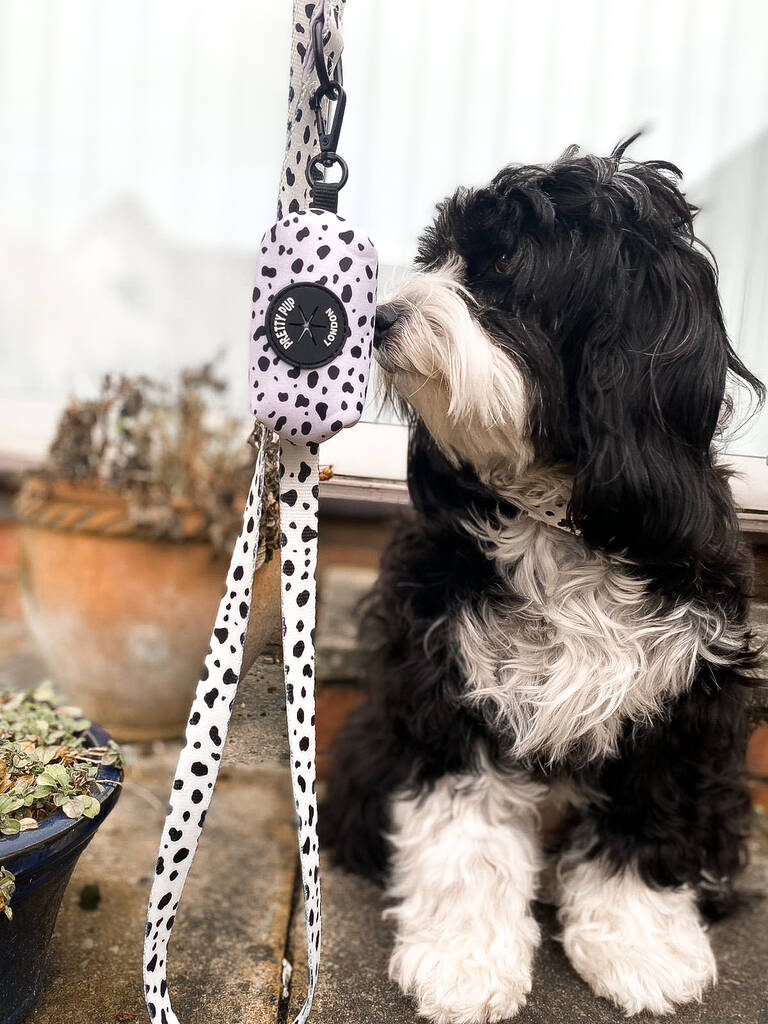 tibetan terrier posing with dalmatian print dog poo bag holder and matching lead