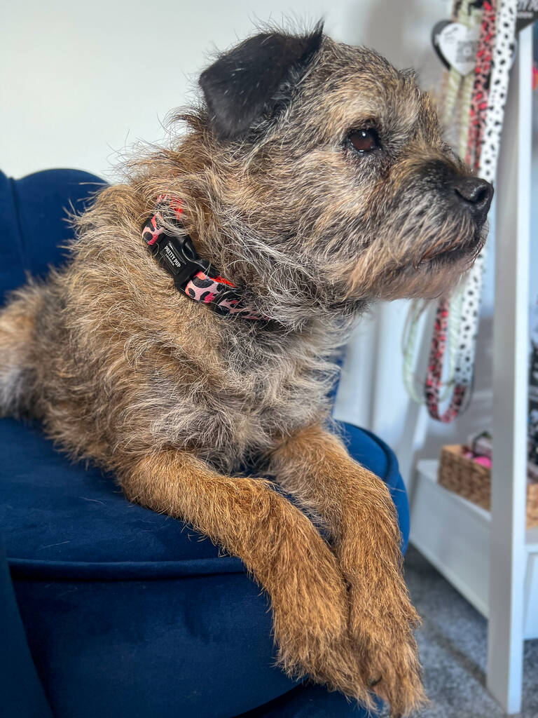 leopard print dog collar in orange being worn by a border terrier dog 