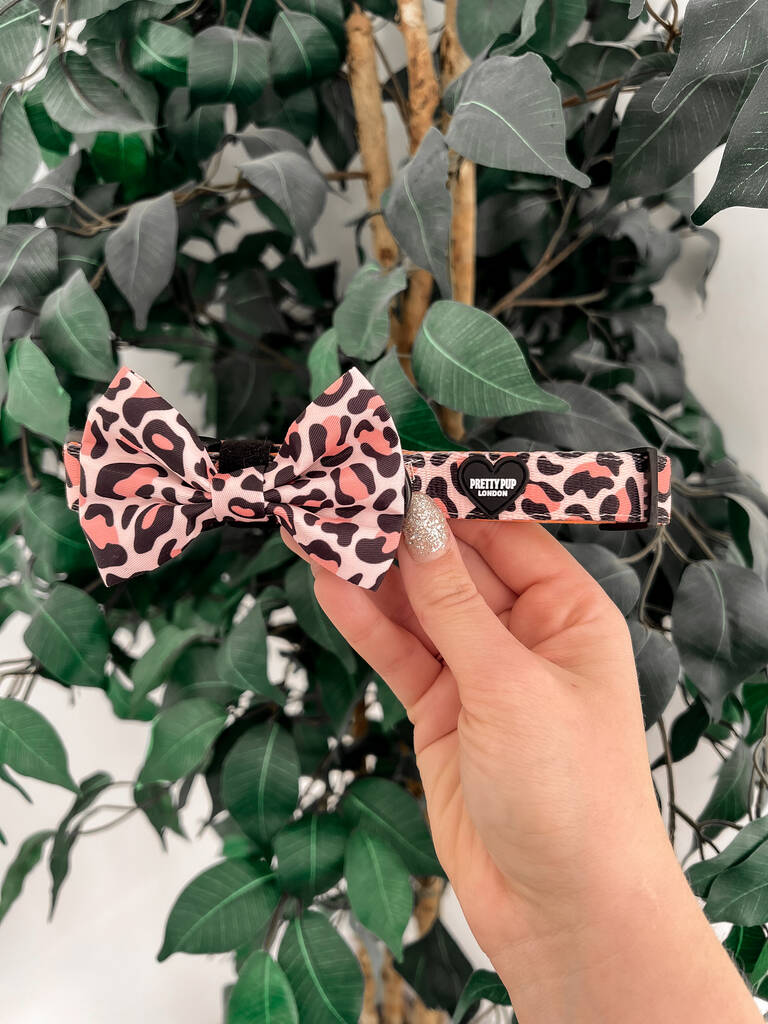 orange leopard print dog collar with matching dog bow tie attached being held up for the camera