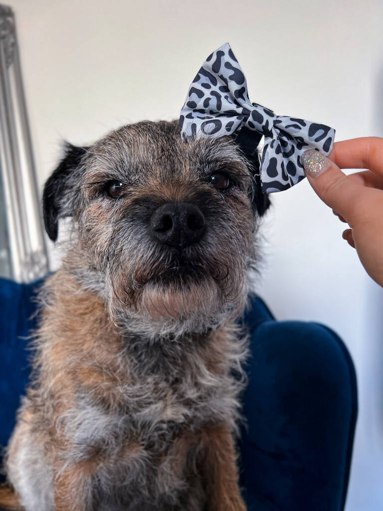 border terrier posing with grey leopard dog bow tie