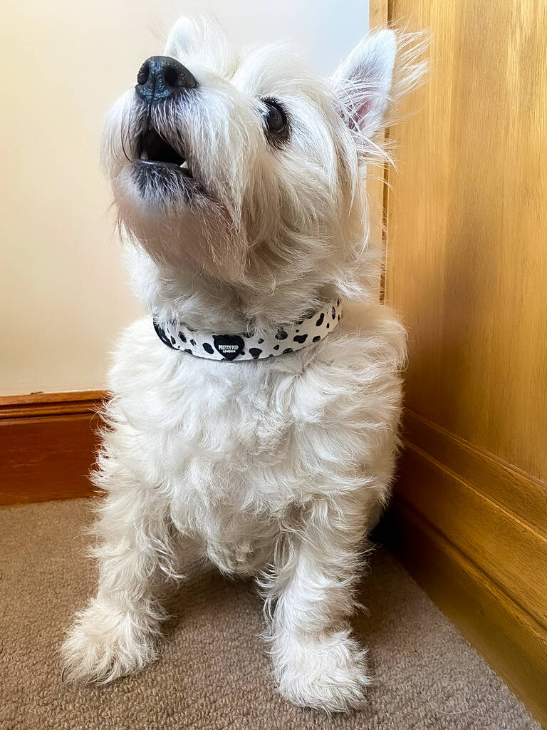 westie dog wearing adjustable dog collar in dalmatian print