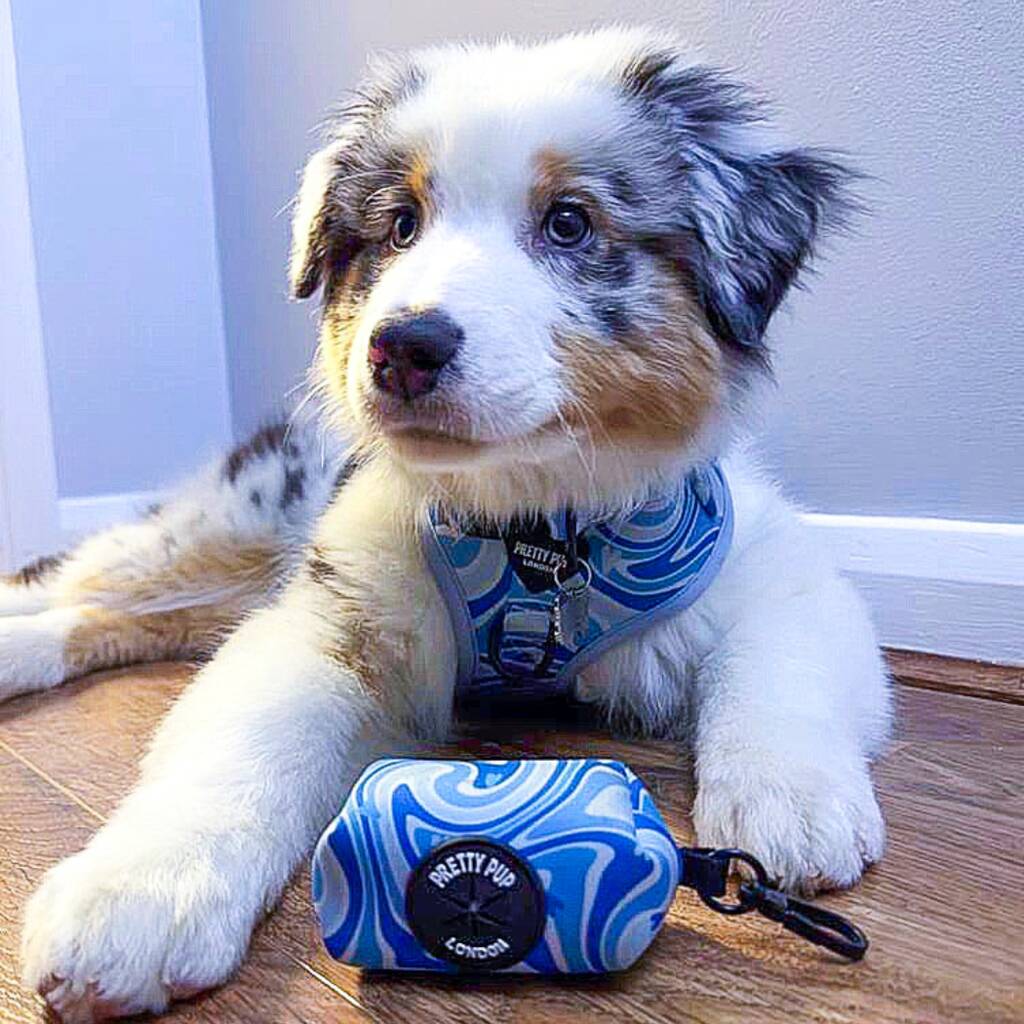 australian doodle lay down with a blue dog poo bag dispenser at it's feet