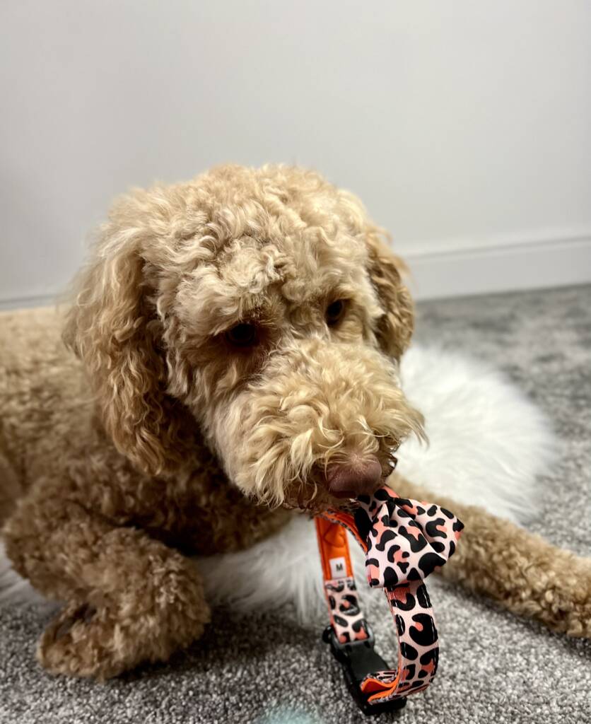 golden doodle holding a leopard print dog collar with orange dog bow tie attached