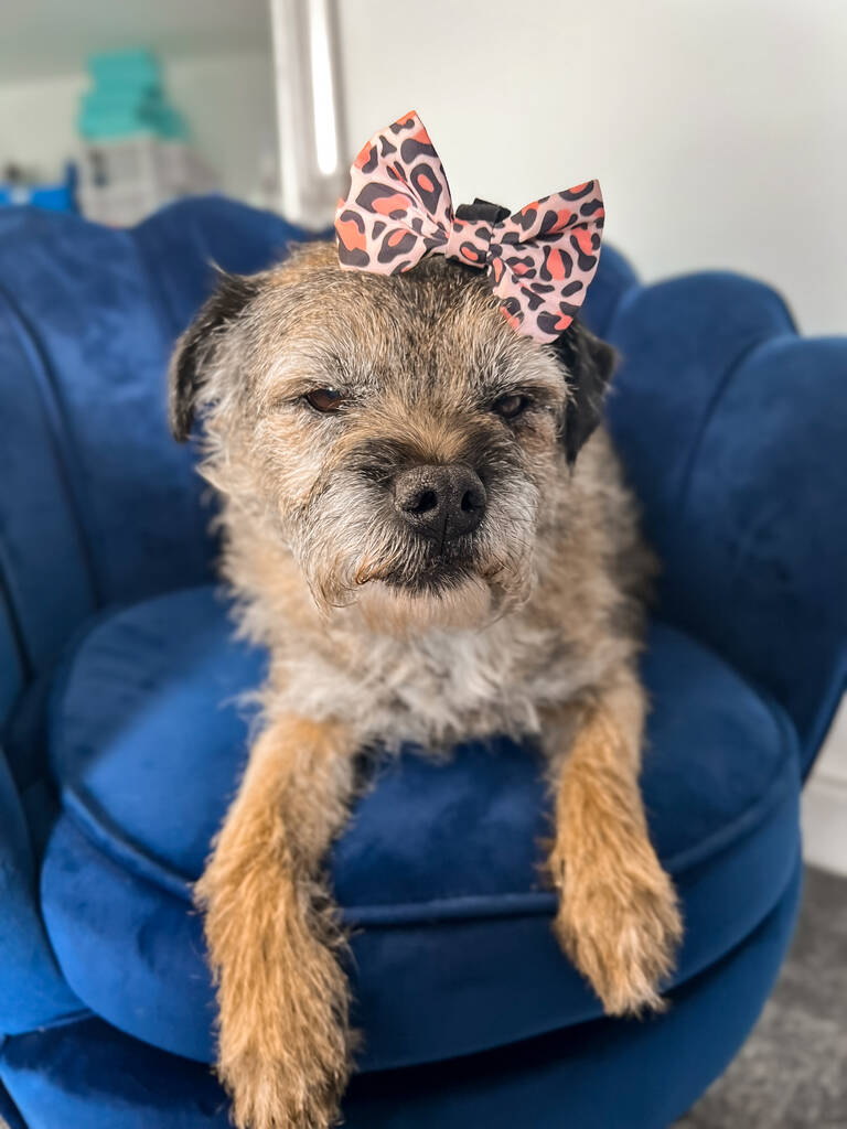 orange leopard print dog bow being worn by border terrier dog