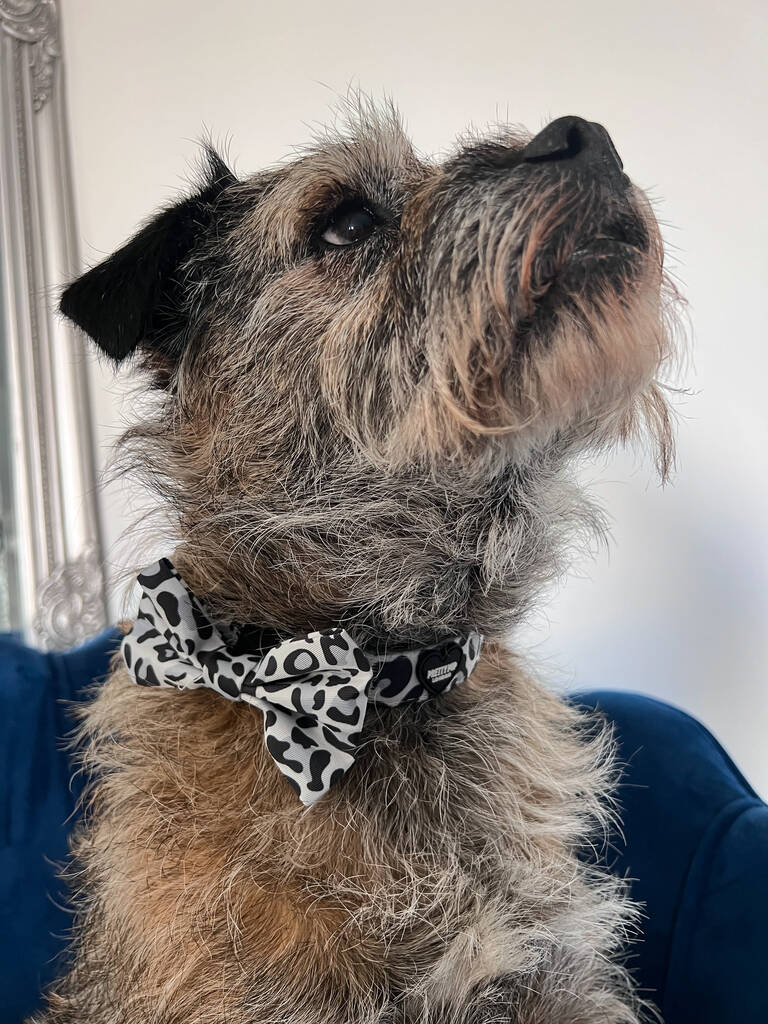 border terrier looking up to the sky whilst wearing a leopard print dog bow tie collar