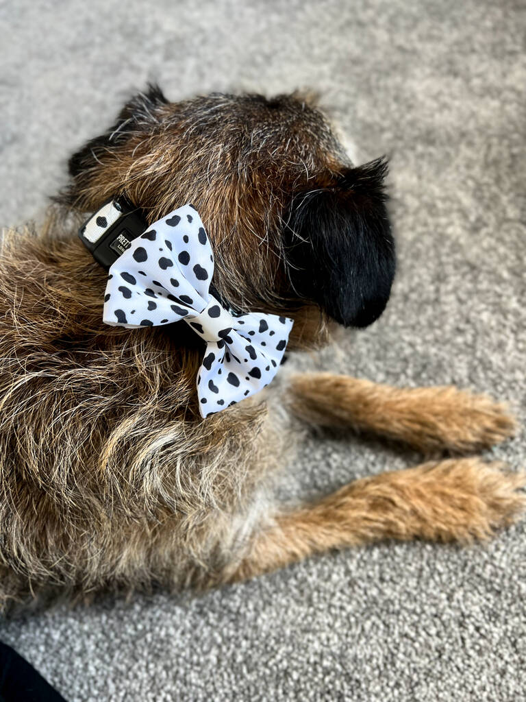 border terrier lying down wearing dalmatian print dog bow tie