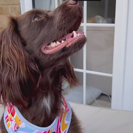 cocker spaniel wearing adjustable dog harness in rainbow pattern and leopard print