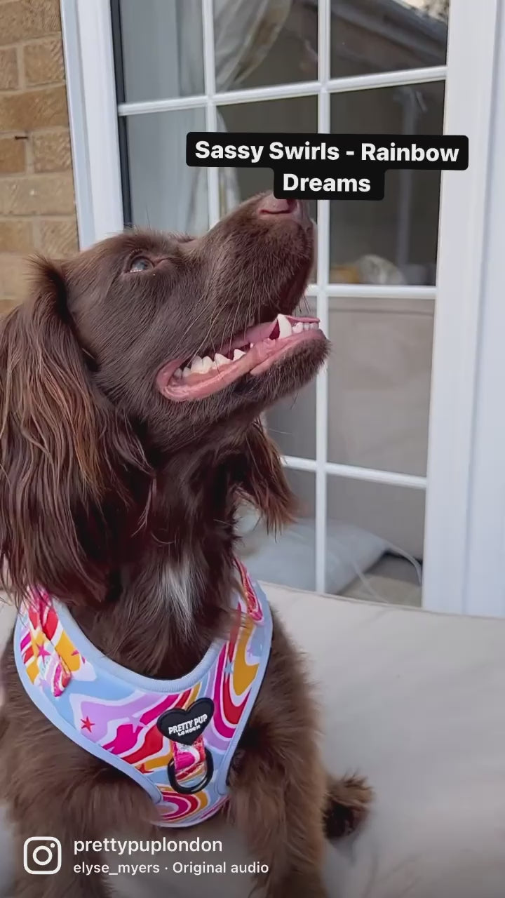 cocker spaniel wearing adjustable dog harness in rainbow pattern and leopard print