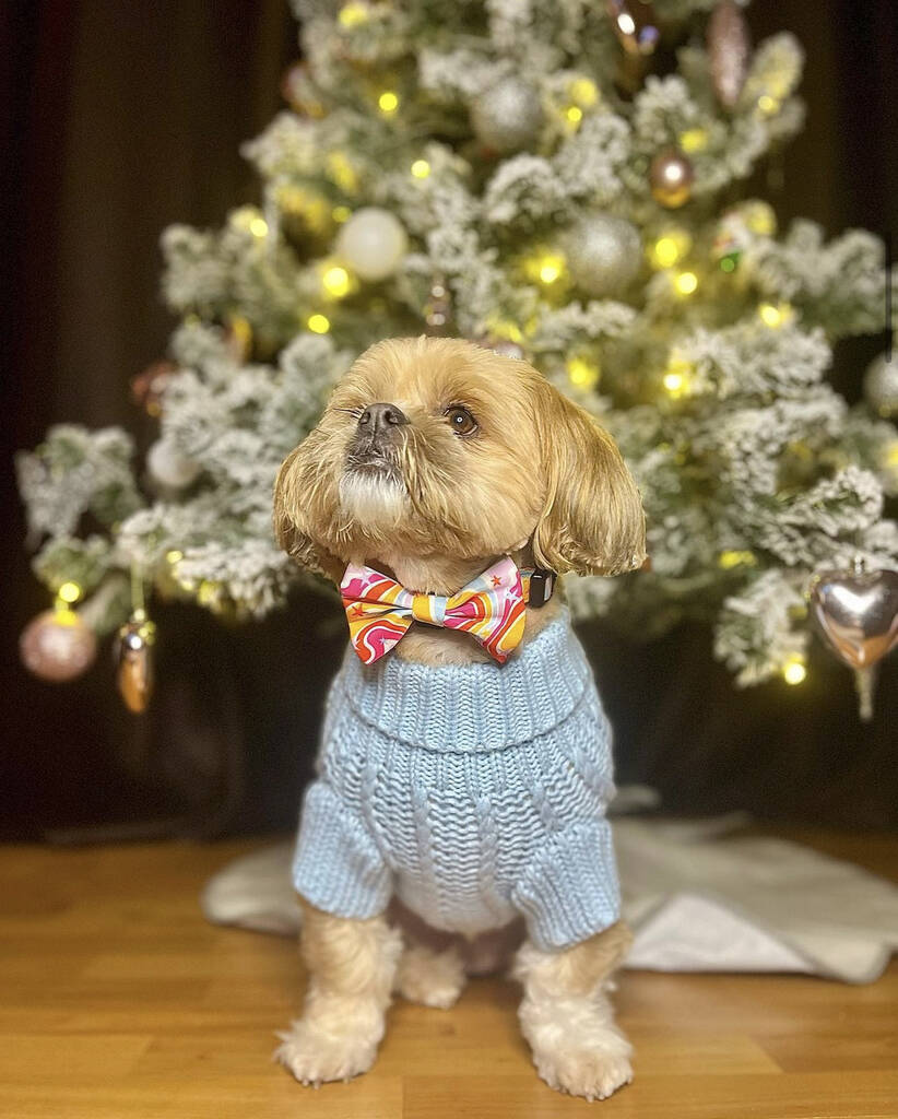 lhasa apso wearing rainbow dog bow tie in front of a christmas tree