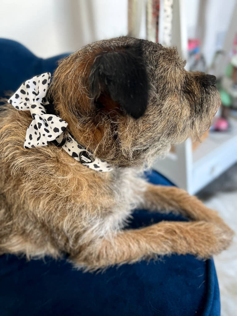 border terrier looking away whilst wearing adjustable dog collar in dalmatian print