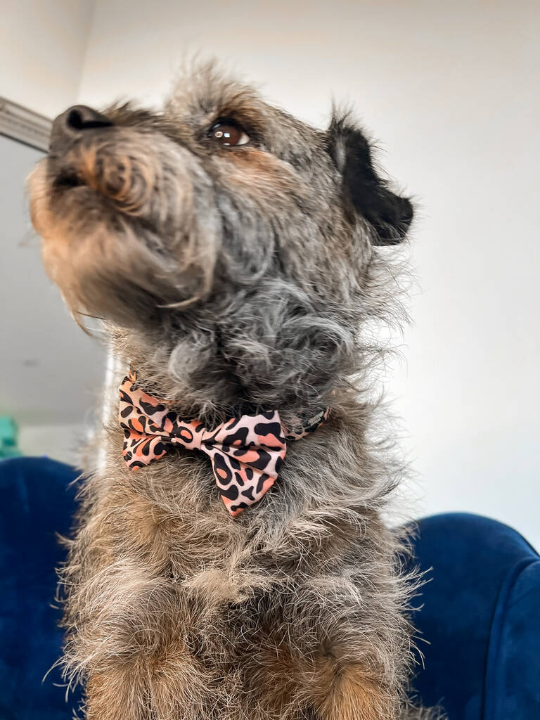 border terrier posing whilst wearing orange dog bow tie collar