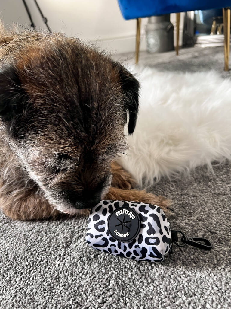 grey leopard print dog poo bag holder placed in front of border terrier