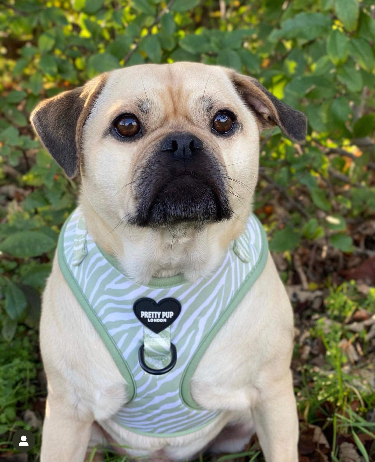 pug wearing designer dog harness in green zebra print