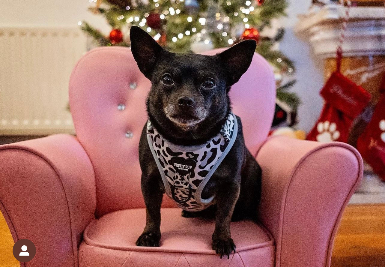 jackawawa wearing a grey leopard print dog harness