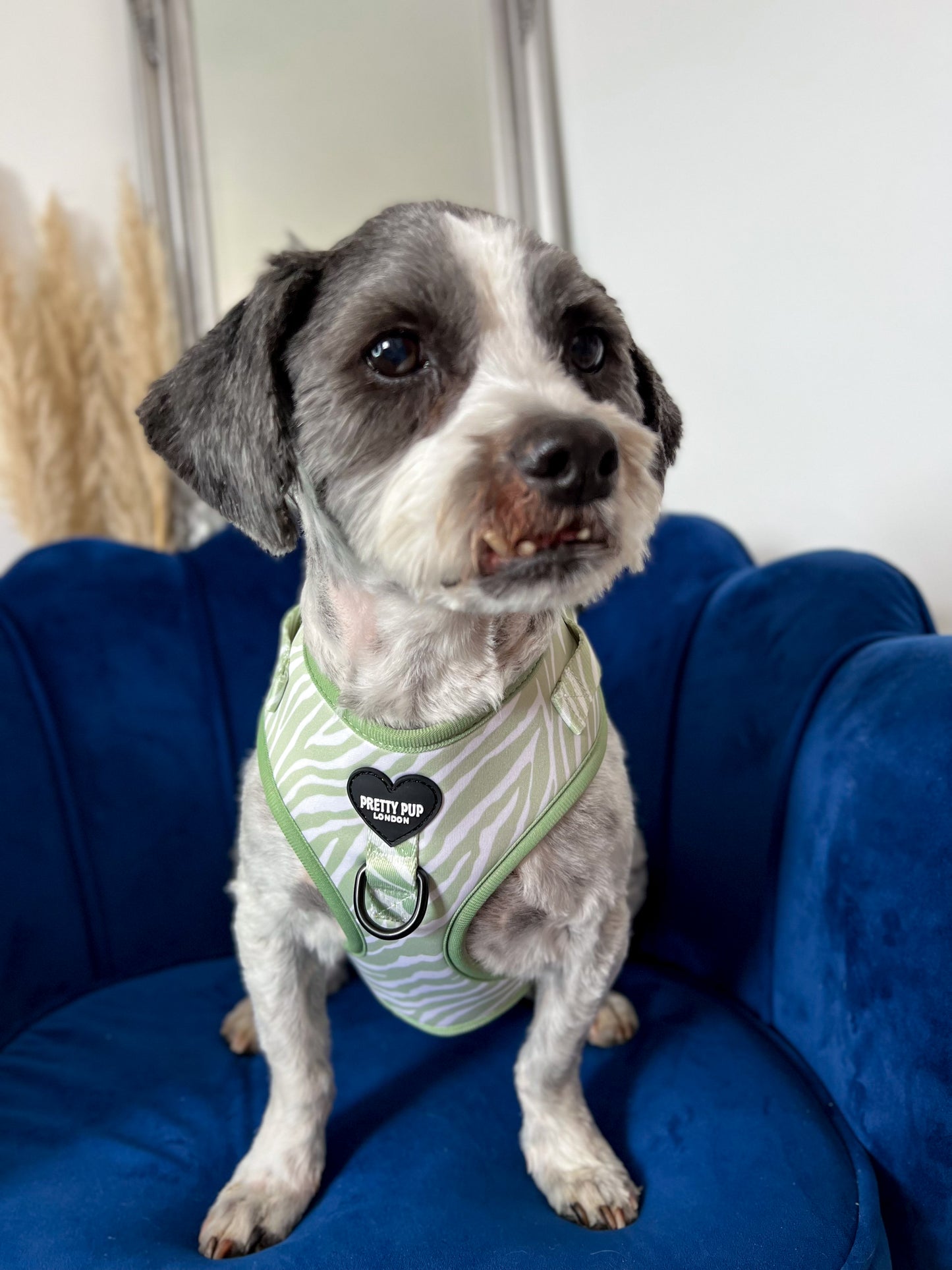 shih tzu wearing green zebra print dog harness