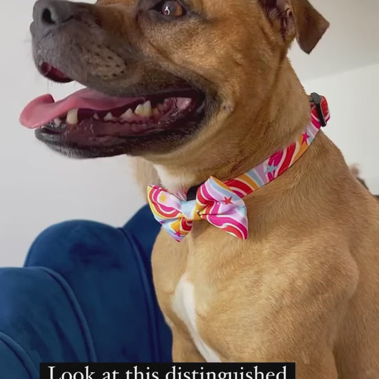 staffie dog wearing a rainbow dog collar with matching rainbow dog bow tie