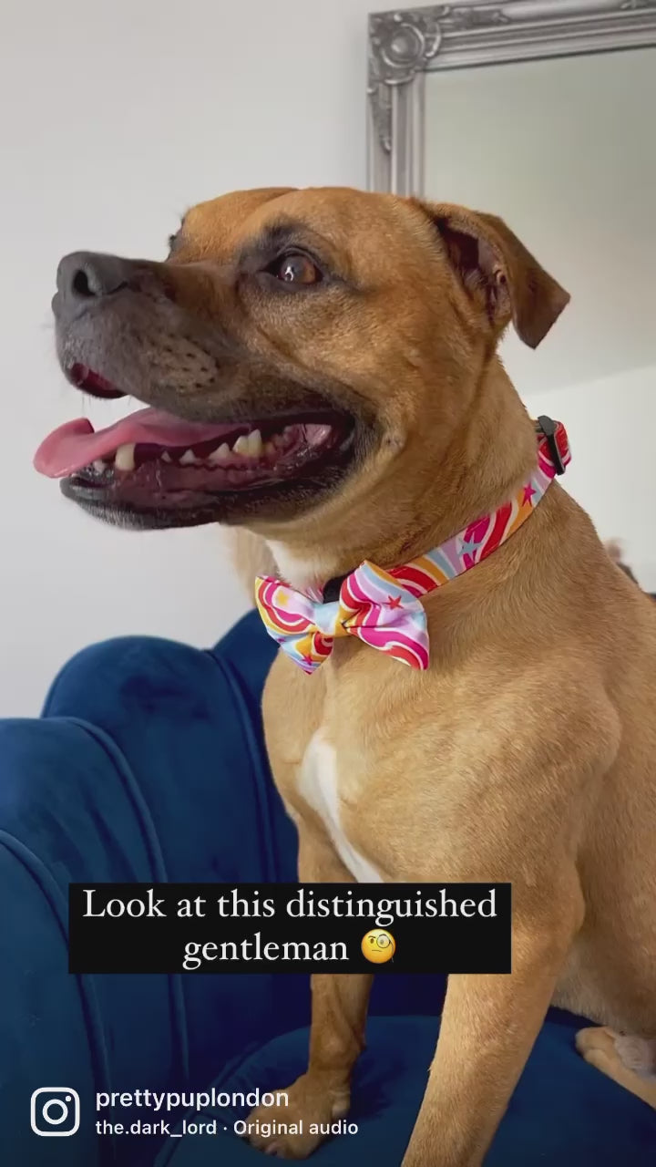 staffie dog wearing a rainbow dog collar with matching rainbow dog bow tie