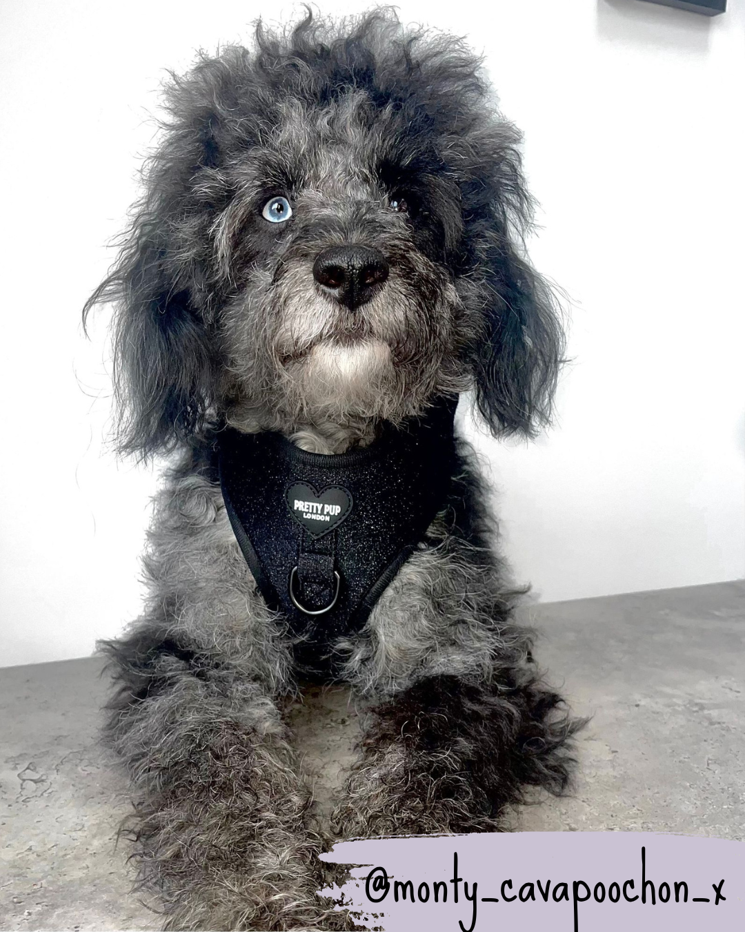 black glitter dog harness worn by a cavapoochon